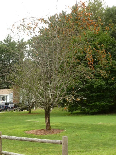 Four Tree Troubles + Tim’s Recommended Fixes!